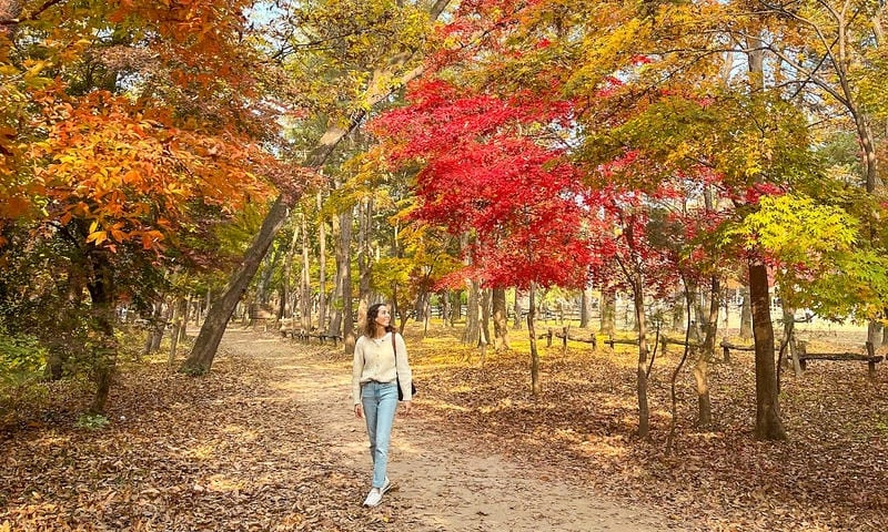 Đường mòn lá đỏ trải dài nên thơ