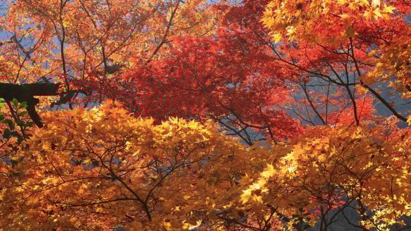 Ảnh lá đỏ Edinburgh rực rỡ và lãng mạn