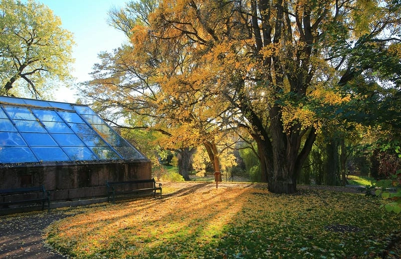 Bình minh lá đỏ ở Oslo đẹp nao lòng