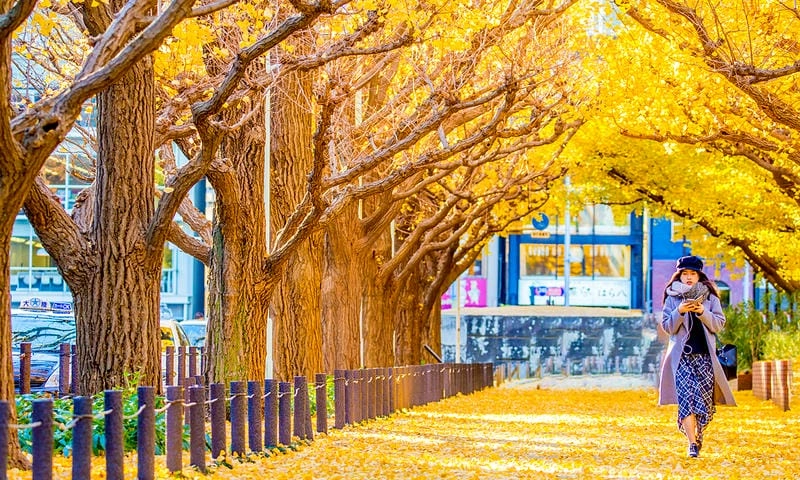 Đường mòn lá vàng trải dài lãng mạn