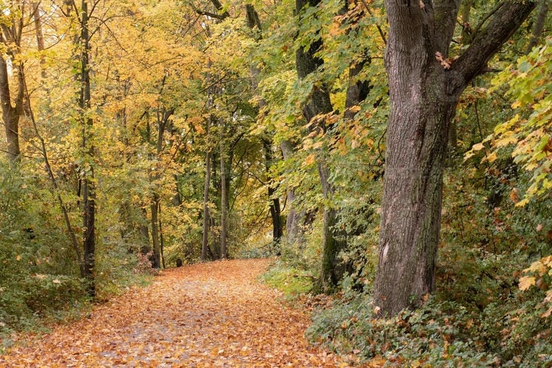 Lối nhỏ phủ đầy sắc đường mòn lá vàng dịu êm