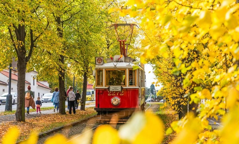 Đường mòn lá vàng trải dài lãng mạn