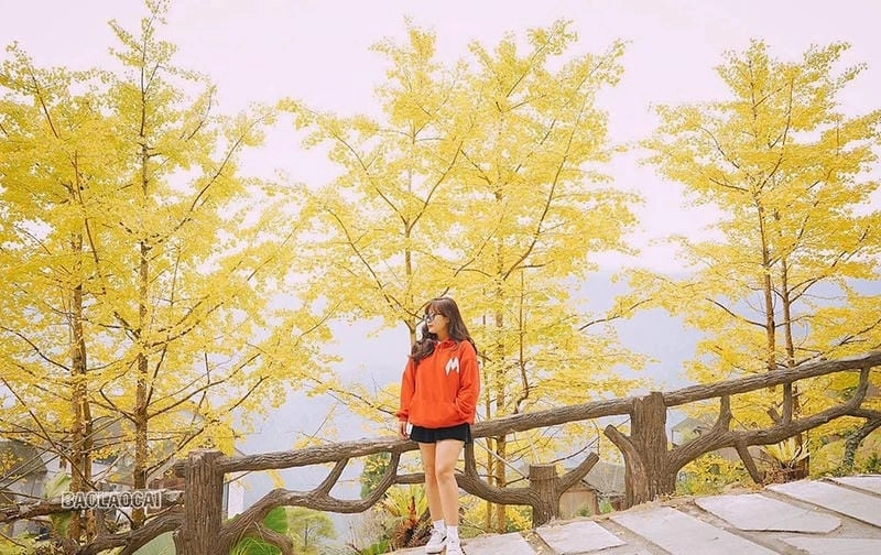 Ngập tràn sắc vàng trong ảnh lá vàng Sapa thơ mộng