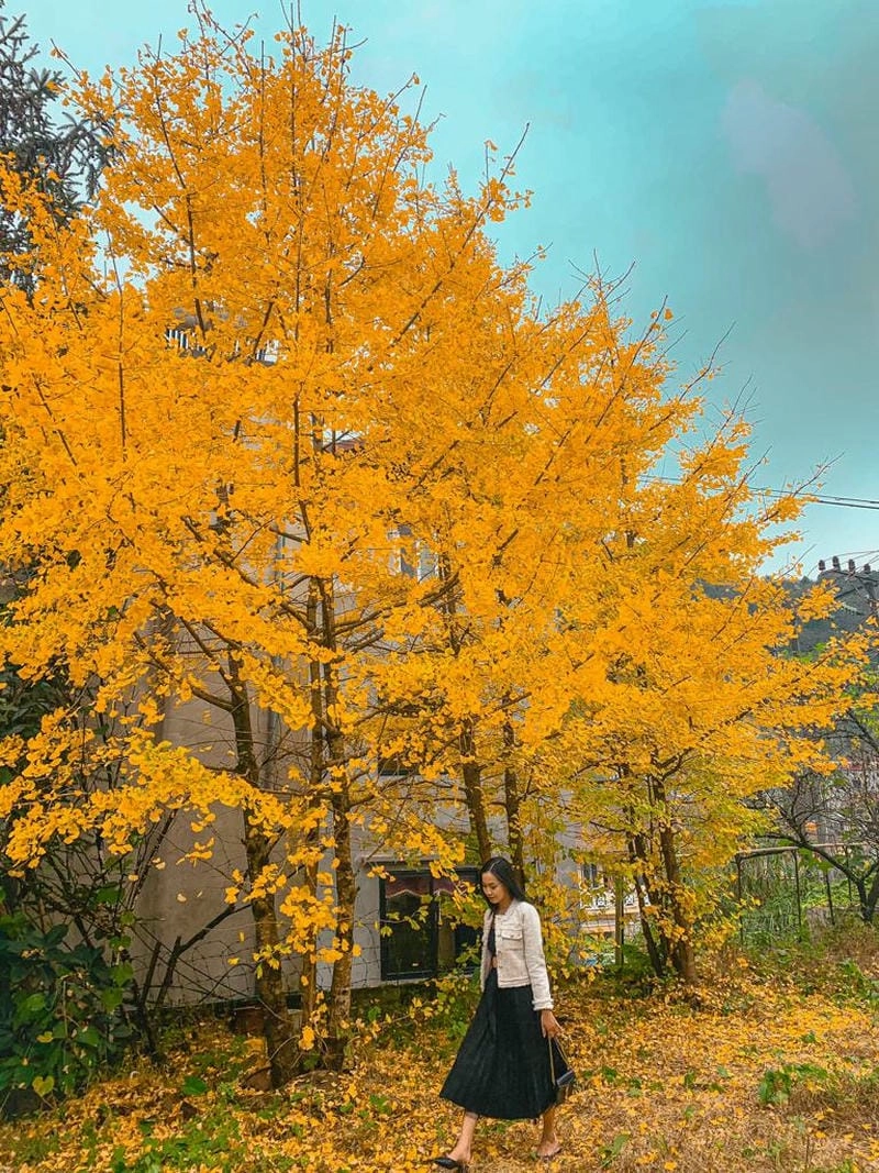 Không khí mát lành giữa mùa thu Sapa rực rỡ