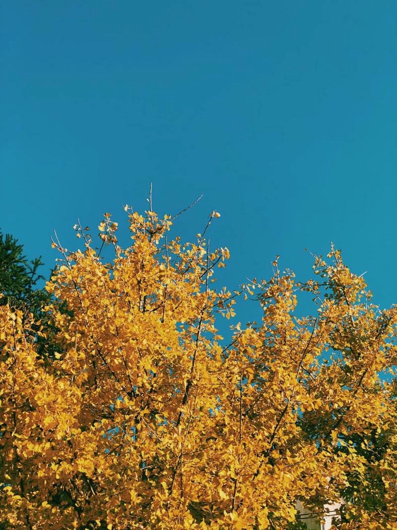 Khung cảnh đôi nét về Sapa mùa thu lá vàng đẹp nao lòng