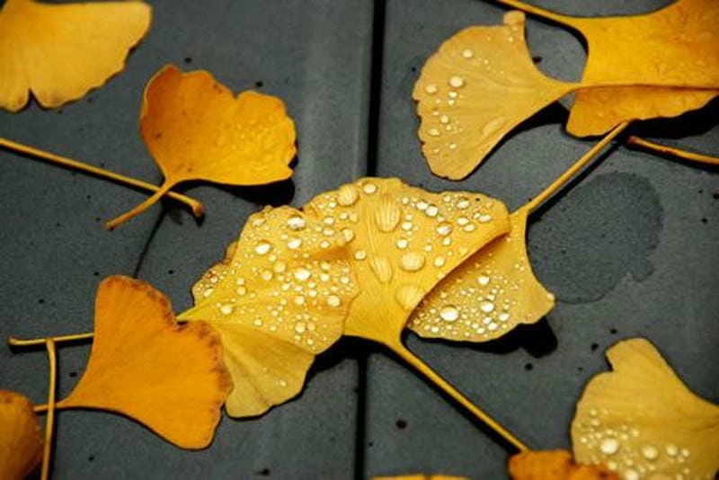 Sáng sớm trong veo dưới bình minh lá vàng tuyệt đẹp