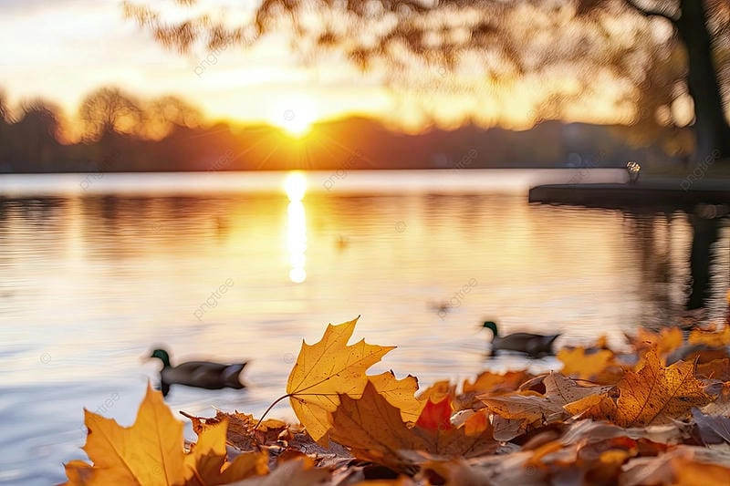 Ánh chiều trải vàng dịu nhẹ tại hoàng hôn Sapa