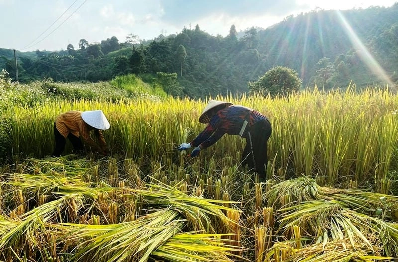 Say đắm vẻ đẹp đặc trưng của Bắc Kạn vào mùa thu lúa chín