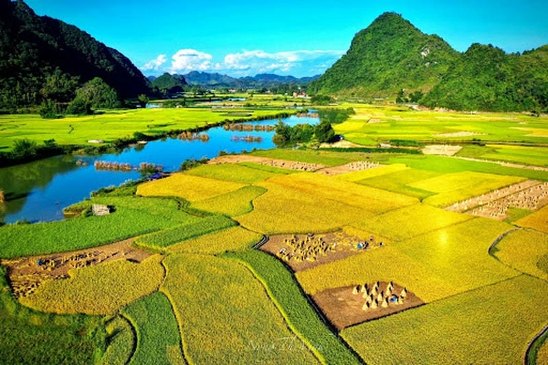 Bức tranh mùa vàng trong ảnh lúa chín Bắc Kạn