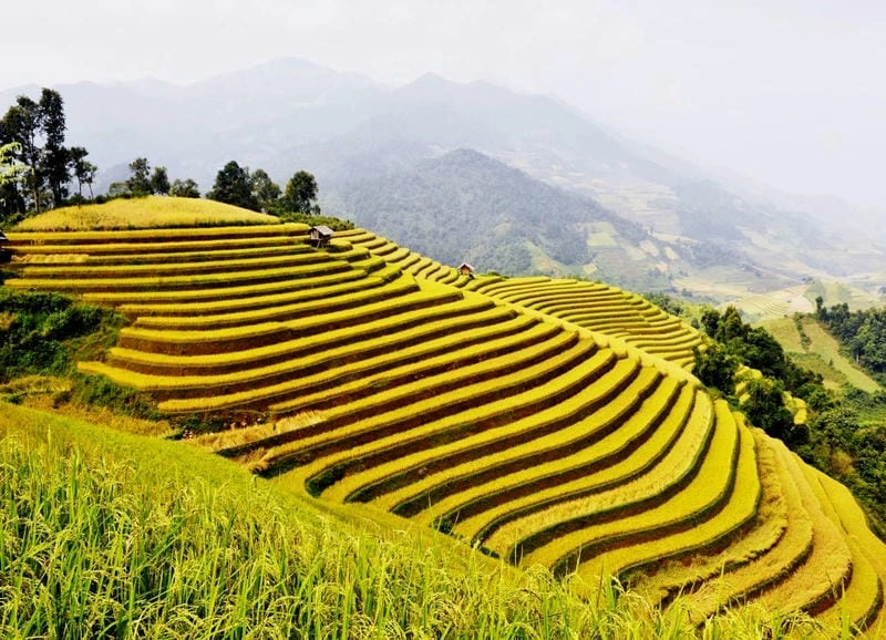 Hư ảo mềm mại khắp sương mù lúa chín