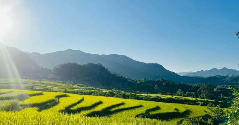 Ánh sáng rực rỡ buổi bình minh lúa chín