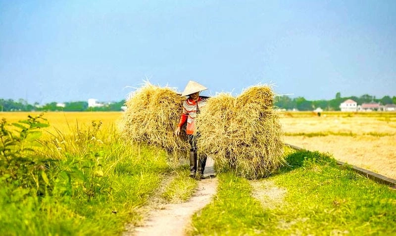 Khám phá cánh đồng lúa chín Bắc Ninh đẹp tuyệt vời