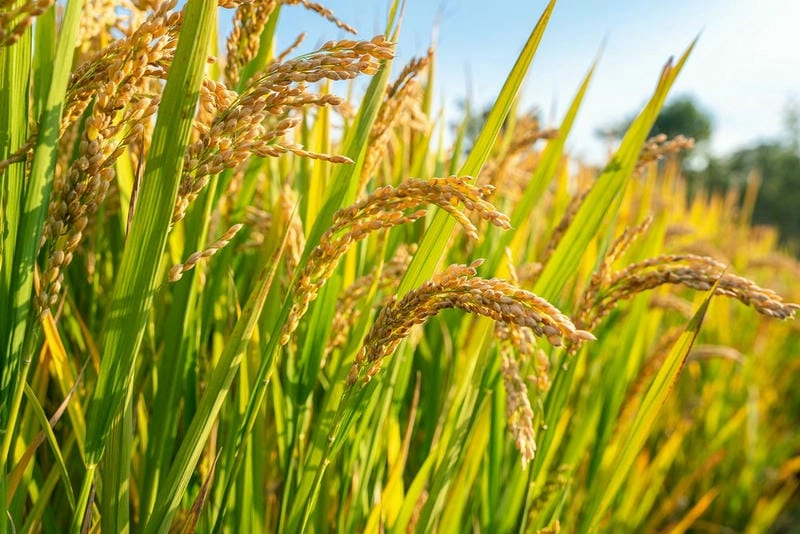 Sương mù lúa chín Bắc Ninh tạo nên cảnh huyền ảo