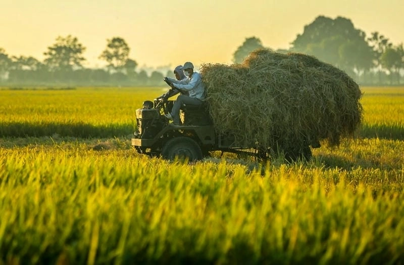 Bắc Ninh thơ mộng cùng sắc lúa chín mùa thu