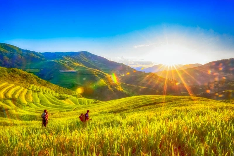 Lấp lánh ánh nắng bình minh lúa chín