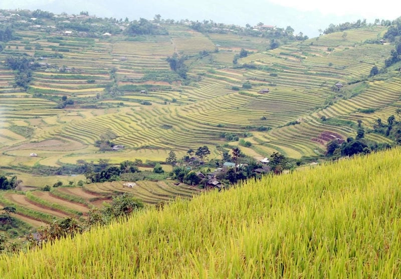 Ảnh lúa chín Lai Châu thu hút lòng người ngắm nhìn