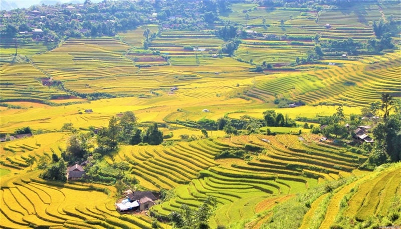 Mùa thu lúa chín Lai Châu mang nét bình yên tuyệt đẹp