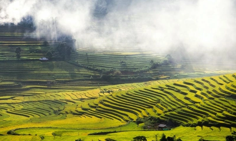 Sương mù phủ nhẹ trên lúa chín Lai Châu huyền ảo