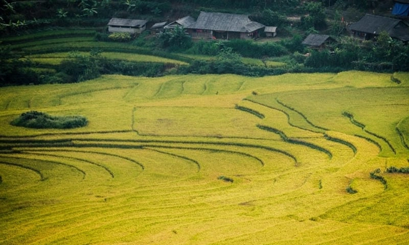Lai Châu thơ mộng ngập tràn sắc vàng mùa thu đẹp