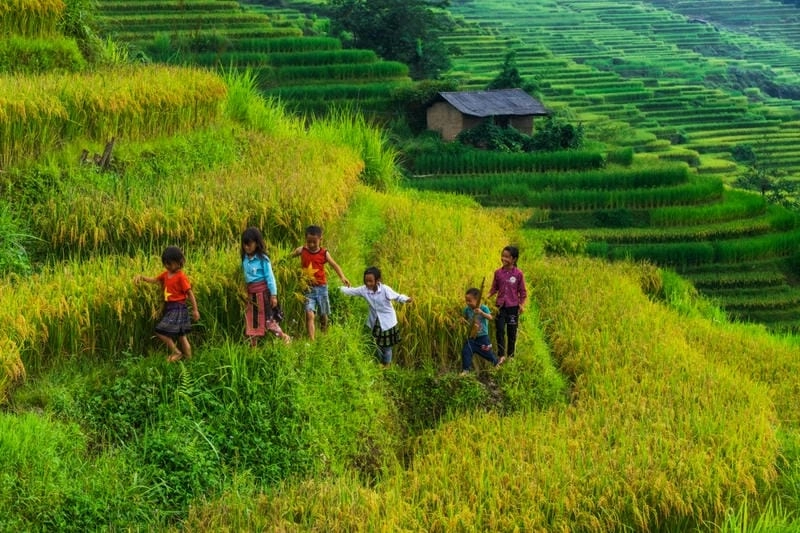 Lúa vàng Lào Cai trải dài làm say đắm lòng người