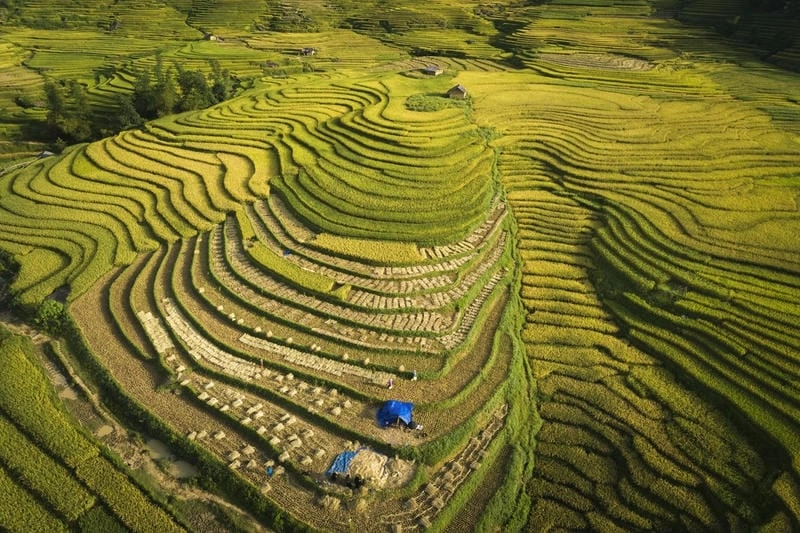 Ruộng bậc thang Lào Cai trải dài đẹp mê hoặc