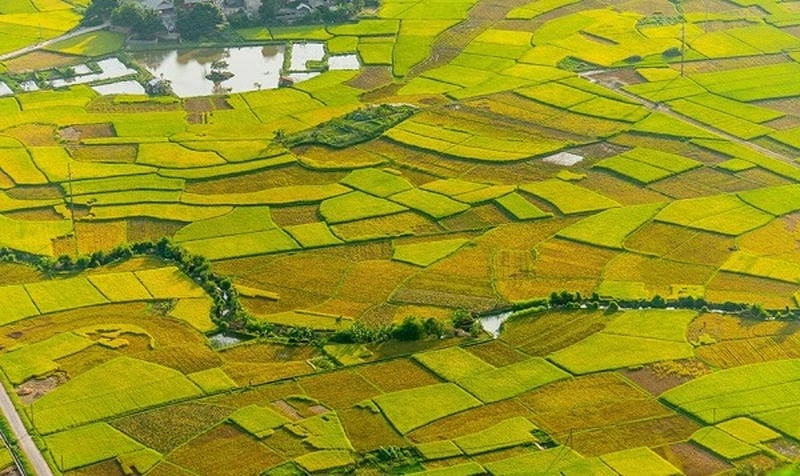 Bộ sưu tập ảnh lúa chín Mai Châu làm say lòng du khách