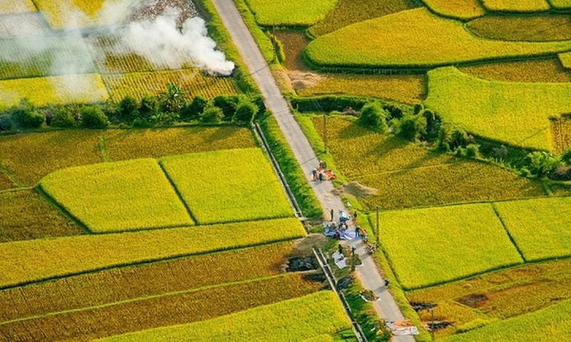 Thời gian lý tưởng đến Mai Châu ngắm lúa chín vàng rực