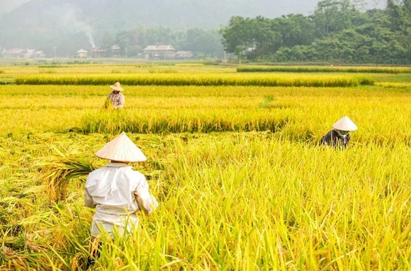 Lý do Mai Châu mùa lúa chín thu hút khách thập phương