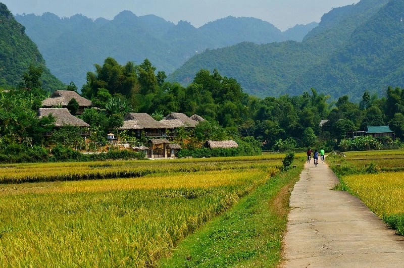 Mùa thu Mai Châu rực rỡ với ruộng lúa vàng óng ả
