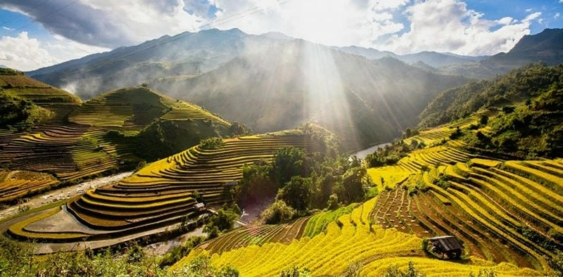 Bình minh lúa chín Mai Châu nhuộm vàng cả thung lũng