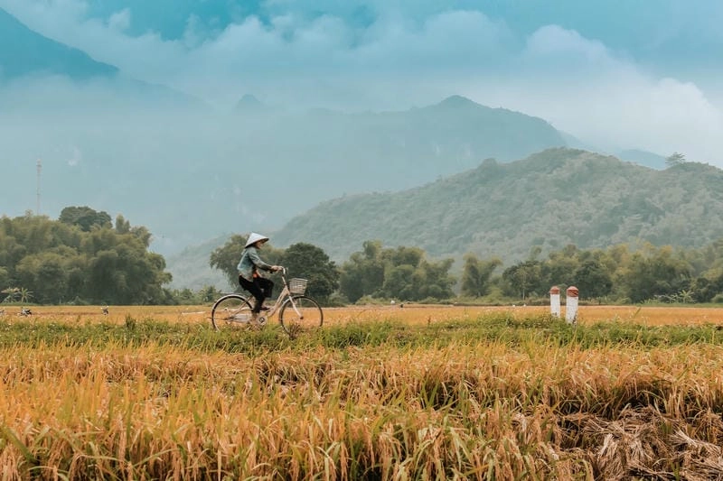 Sương mù lúa chín Mai Châu tạo cảnh sắc huyền ảo