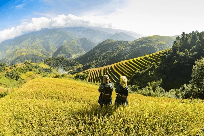 Bộ sưu tập ảnh lúa chín Sapa tuyệt đẹp hút mắt từ mọi góc nhìn