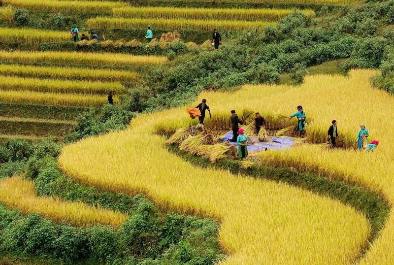 Vẻ đẹp dịu dàng trong mùa thu Sapa khiến bao người say đắm