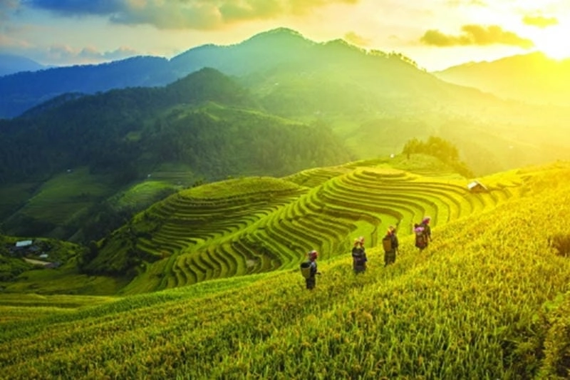 Chiêm ngưỡng bình minh lúa chín trên từng thửa ruộng uốn lượn