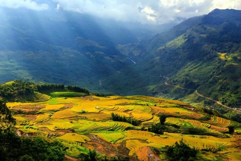 Huyền ảo trong lớp sương mù lúa chín phủ mờ khắp thung lũng