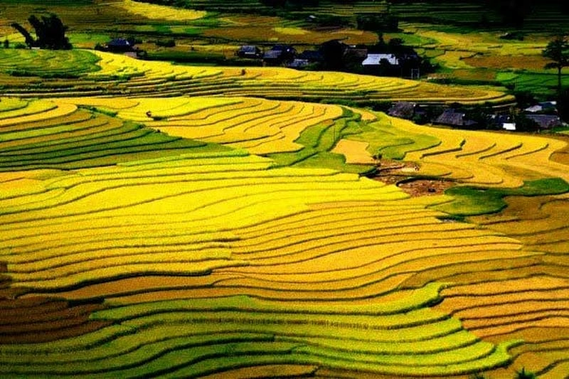 Chạm đến Fansipan lúa chín giữa sắc thu lộng lẫy rực rỡ