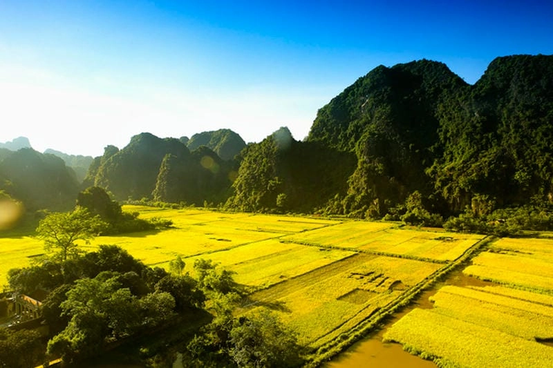 Lung linh sắc nắng lúa vàng Tam Cốc