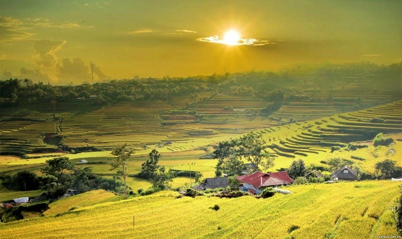 Bình minh lúa chín Tuyên Quang bừng sức sống