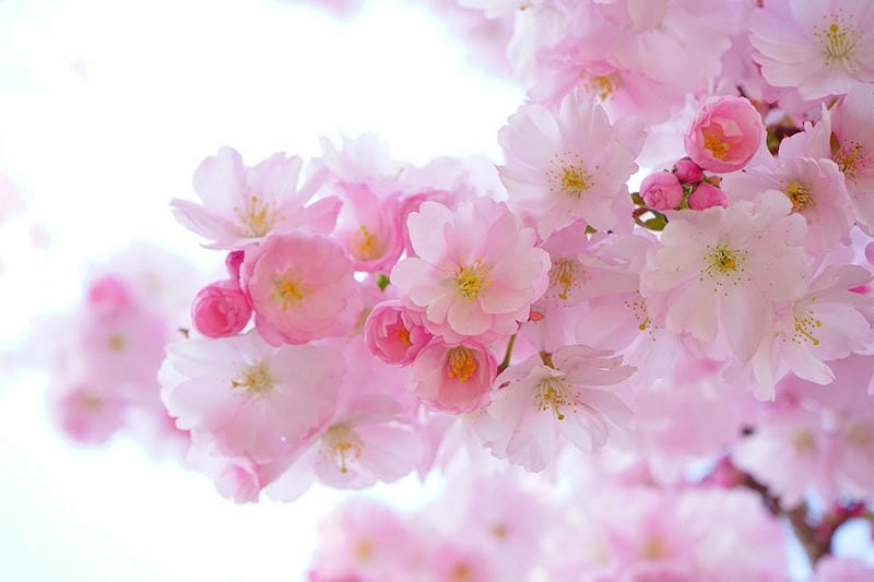 Hoàng hôn Anh lãng mạn bên những cánh hoa anh đào