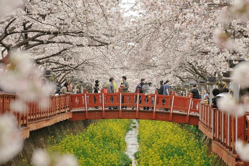 Jinhae hanami mùa hoa anh đào đẹp ngỡ ngàng