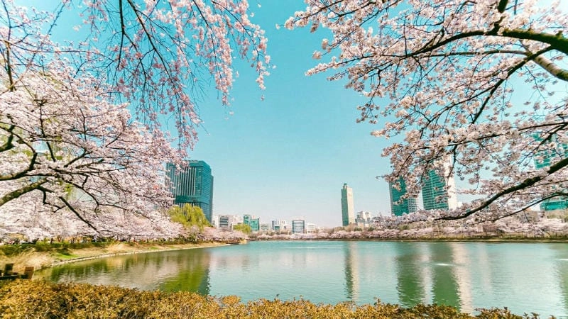 Công viên hoa anh đào rực rỡ và thơ mộng