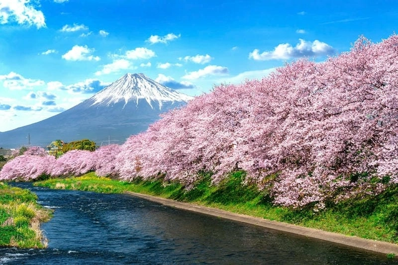 Ảnh hoa anh đào Nhật Bản tinh khôi rực rỡ