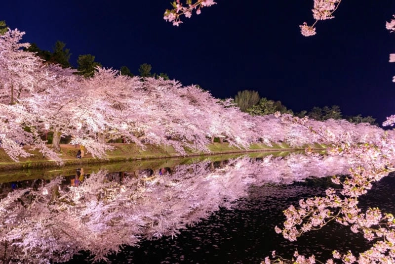 Mùa xuân về đêm Nhật Bản hoa anh đào lung linh