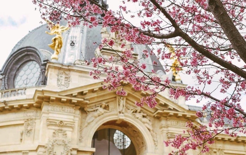 Công viên Sceaux mùa hoa anh đào Pháp