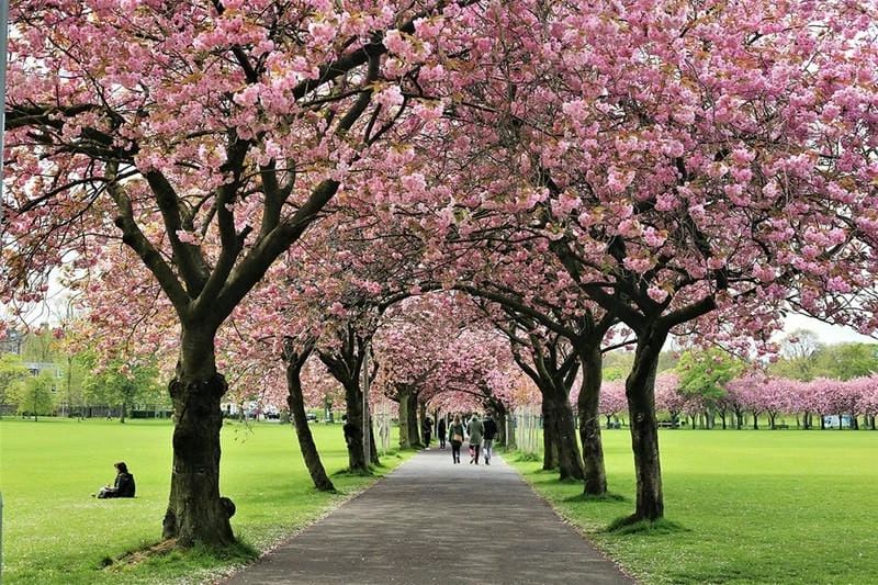 Đường hoa anh đào trải dài lãng mạn