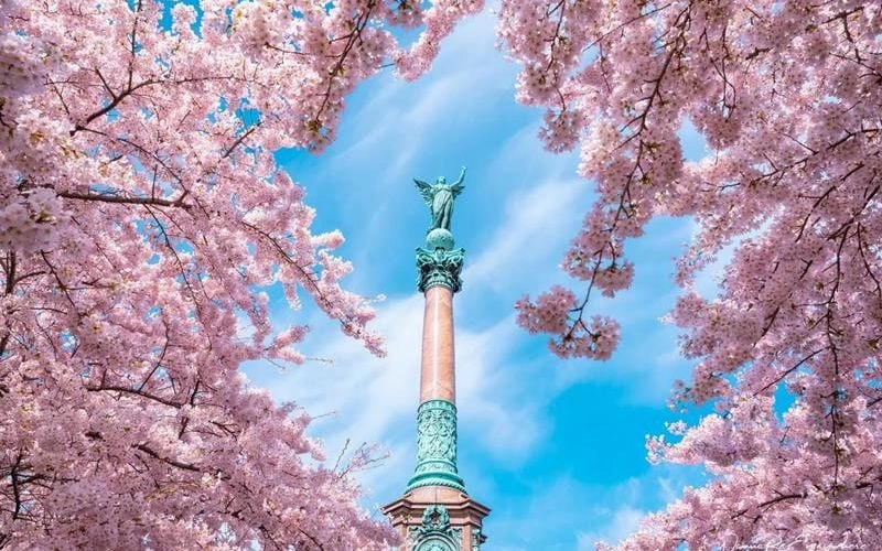 Vẻ đẹp nên thơ của mùa xuân hoa anh đào Tây Ban Nha khiến lòng người xao xuyến