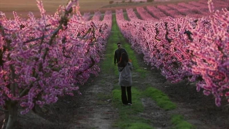 Trải nghiệm đáng nhớ cùng mùa hoa anh đào Tây Ban Nha là kỉ niệm khó quên