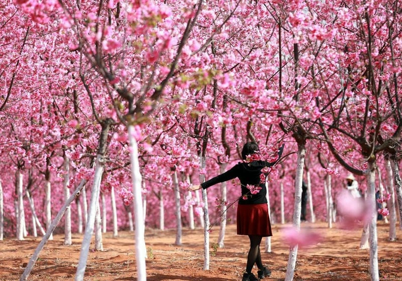 Tây Ban Nha thơ mộng với sắc hoa anh đào