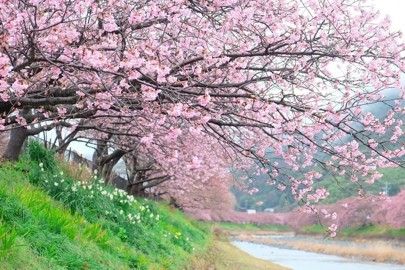 Địa điểm ngắm hoa anh đào Thổ Nhĩ Kỳ
