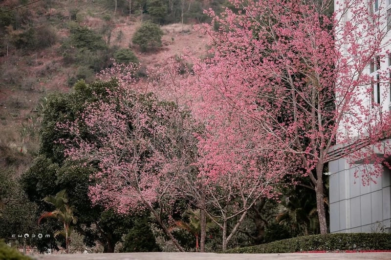 Bình minh hoa anh đào đẹp đến nao lòng